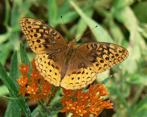 Ten Beautiful Oklahoma Butterfly Species And How To Attract Them