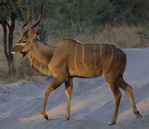 The Kudu Bull Or Greater Kudus The Wildlife