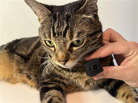 Top 5 Best Cat Collar Cameras In 2023 Technomeow