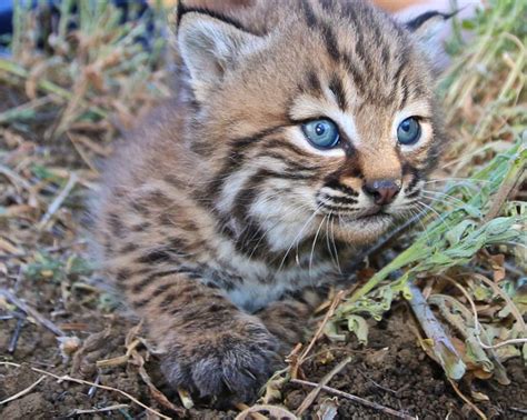 Wide Eyed And Whiskered Baby Bobcats Sierra Club