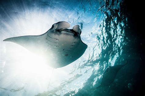 Squishy Robotic Manta Ray Flaps Its Wings To Spy In The Ocean New