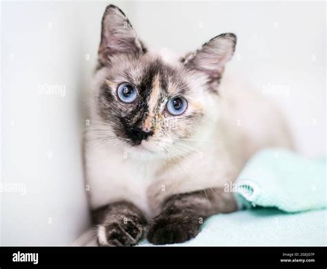 A Tortoiseshell Point Siamese Cat With Blue Eyes And Dilated Pupils