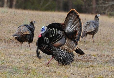 Turkey Season In Alabama Begins March 15