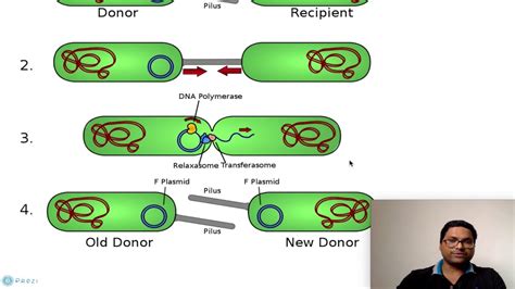 Essentially, plasmids are small, circular molecules of dna that are capable of replicating independently. Prokaryotic Cell: Plasmids - YouTube