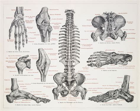 Facts About The Skeletal System