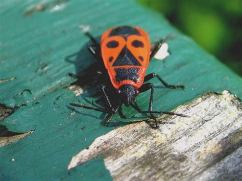 Insekten im garten, an kübel oder auch zimmerpflanzen, im gewächshaus überall findet man diese kleinen lästigen schädlinge die oftmals ein erhebliches problem darstellen. Insekten in Garten (rayli vom 04.10.2008)