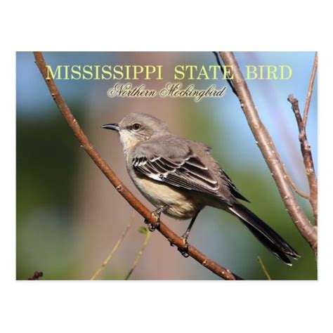 Mississippi State Bird Northern Mockingbird Postcard Zazzle