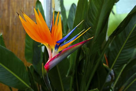 The Top 10 Most Beautiful Hawaiian Flowers Alii Hawaiian Flowers