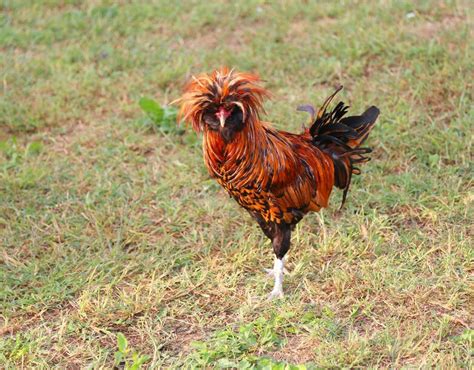golden laced polish chickens for backyards