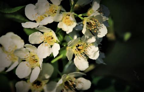 Wildlife Flowers Foto And Bild Frühling Natur Pflanzen Bilder Auf