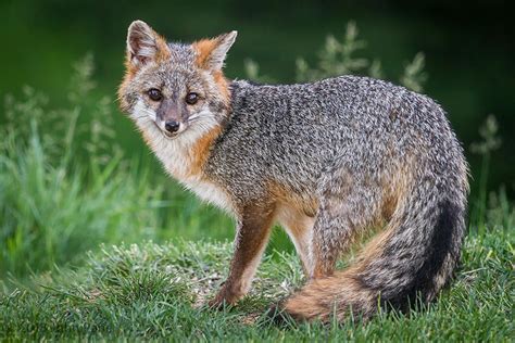 7 Of The Most Beautiful Fox Species In The World Where Beauty Exist