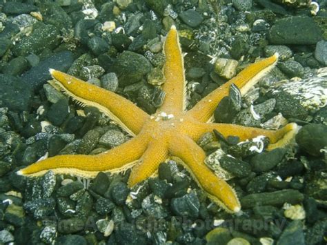 7 Leg Starfish
