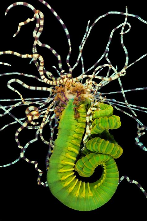 Astounding Photos Of Marine Worms Some Previously Unknown To Science