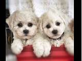 Teacup puppies for sale in miami fl, sarasota, tampa, fort myers, st petersburg, orlando florida. Bichon Frise puppies for sale near Wesley Chapel, Florida ...
