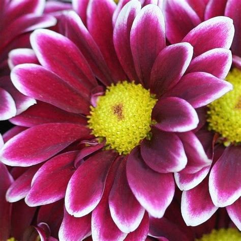 Purple Daisy Daisy Flower Pictures Beautiful Flowers