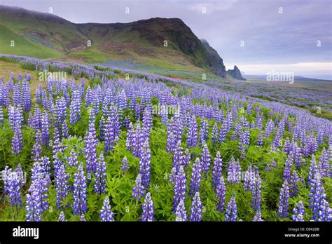 Field Of Lupin Flowers Vik Iceland Stock Photo Alamy