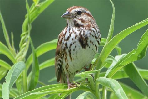 Song Sparrow Types Of Sparrows Song Sparrow Bird Identification
