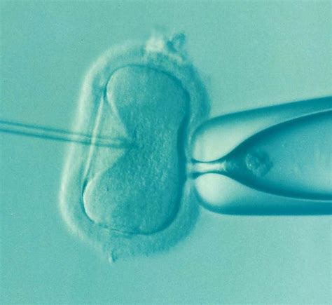 natural insemination ivf is better for older women struggling with infertility newsroom