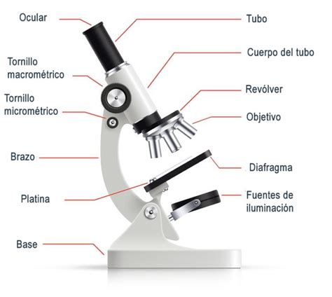 Las Partes del Microscopio Óptico y sus Funciones