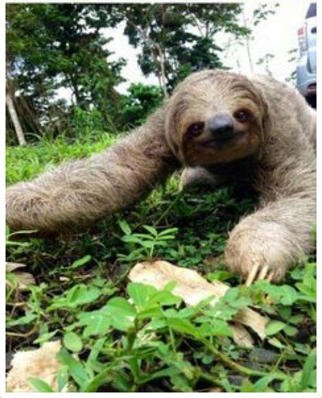 Sloth Saved On Road Smiles Cute Sloth Pictures Cute Baby Sloths Sloth
