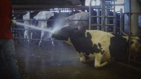 Shocking Dairy Farm Caught Abusing Cows On Hidden Camera