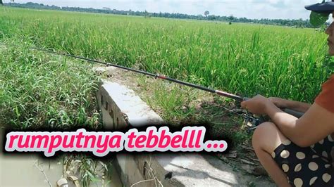 Mancing Ambyar Mancing Cantik Fishing Mania Mancing Ambyar Terbaru Youtube