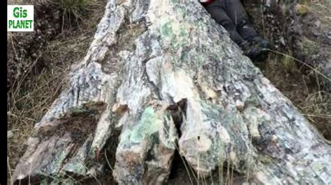Giant 10 Million Year Old Fossil Tree In Peru Reveals Surprises About