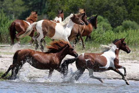 Wild Horses Of Assateague Island Virginia Horses Pinterest The