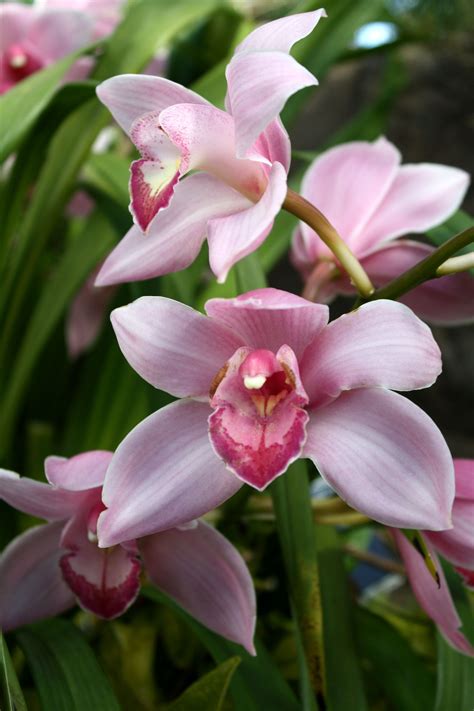 Gorgeous Pink Cymbidium Orchids At The Franklin Park Conservatory Orquídeas Plantae Tulipas