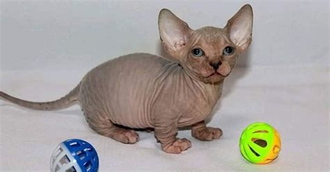 Munchkin Sphynx Cat Breed Info History Origin And Fascinating Facts