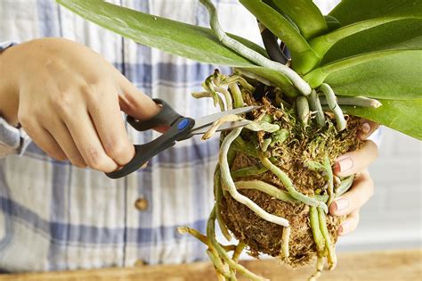 How To Repot Your Orchid To Keep It Healthy And Happy Repotting