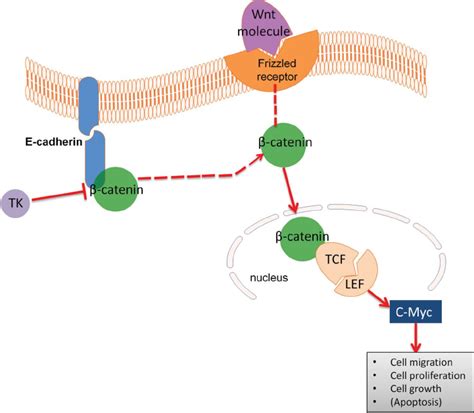 The Role Of Catenin In The Wnt Signalling Pathway A Wnt Protein
