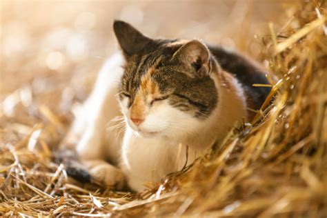 Farm Cat Stock Photo Download Image Now Istock