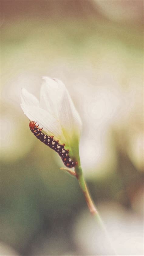 Caterpillar Grass Flowers Macro Blurring Iphone 4s Wallpapers Free Download