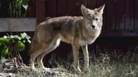 Rise In Coyote Sightings Worrying People In Western Pa Youtube