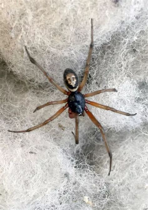 False Widow Spiders What Are They And What Do You Do If You Get