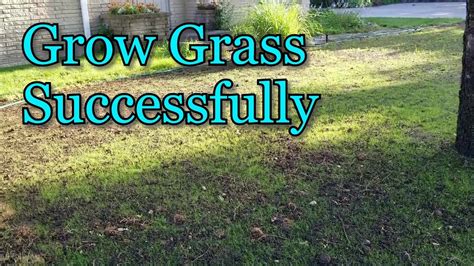 How To Grow Grass Seed During Summer Youtube