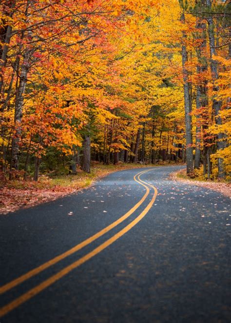 Wallpaper Autumn Fall Leaves Scenery Forest Road