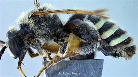 What Are Ground Bees A Simple Explanation With Pictures