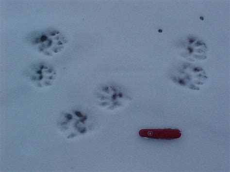 1200 x 1600 jpeg 520 кб. The gallery for --> Identify Animal Tracks In Snow