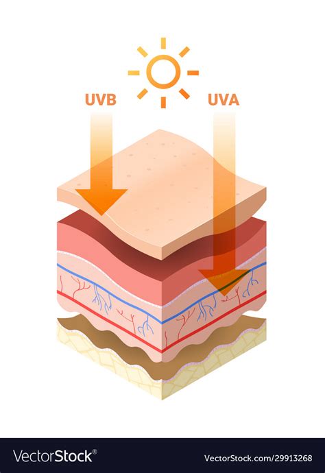 Uvb Uva Rays From Sun Penetrate Into Epidermis Vector Image