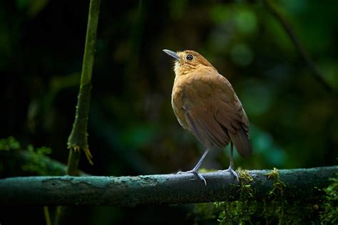 Photographing The Antpitta My Favorite Elusive Bird