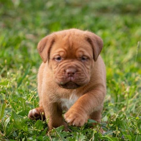 Dogue De Bordeaux French Mastiff Puppies For Sale Adopt Your Puppy