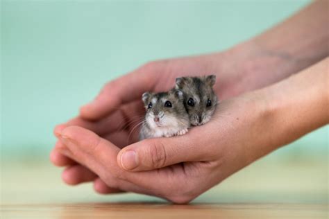 Russian Dwarf Hamster Avonturia