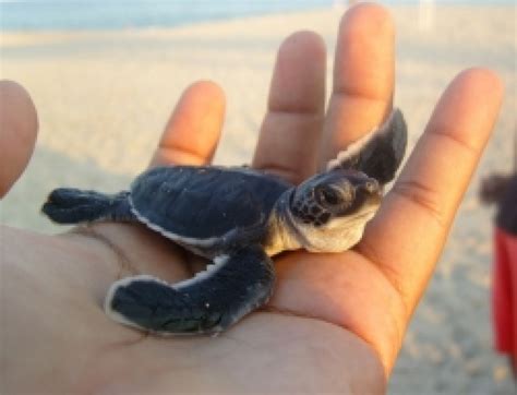 Casa Dorada On The Forefront Of Sea Turtle Conservation Efforts In Los