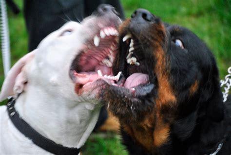 The Worlds 10 Most Dangerous Dog Breeds