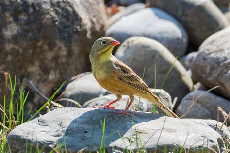 Ortolan Foto And Bild Tiere Wildlife Wild Lebende Vögel Bilder Auf