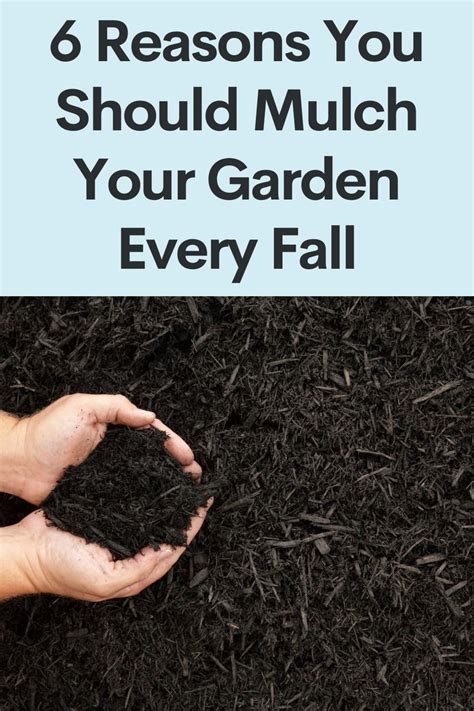 6 Reasons You Should Mulch Your Garden Every Fall In 2022 Plants That