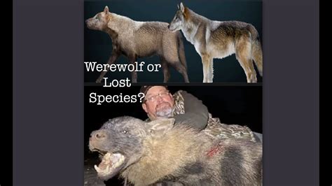 Werewolf Sighting Or Extinct Wolf Species Youtube