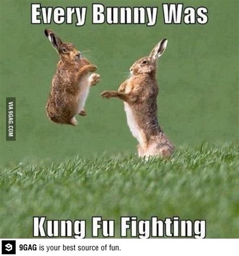 Every Bunny Was Kung Fu Fighting This Made Me Laugh Harder Than It